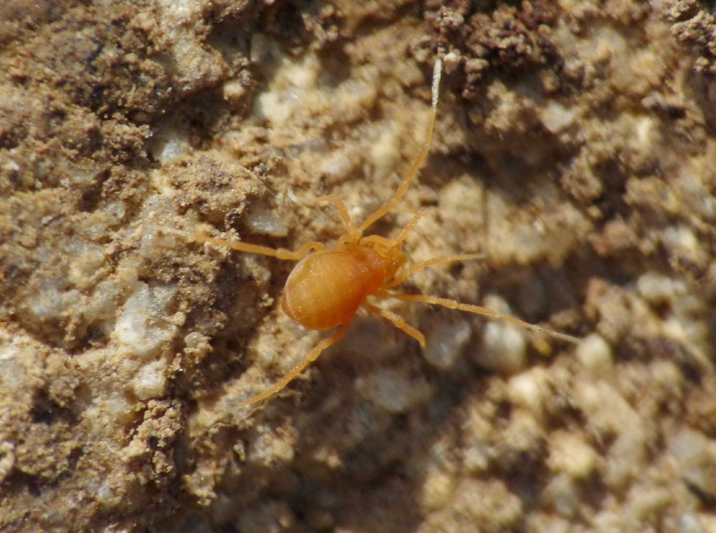 Piccoli Opiliones gialli